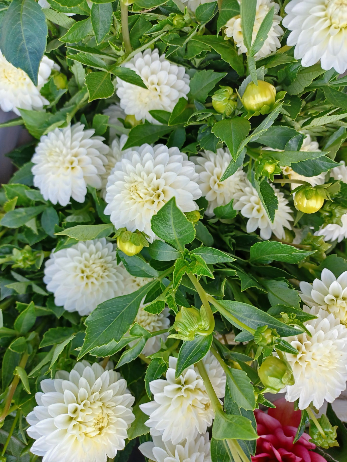 Beginner-Friendly Dahlia Bundle (10)