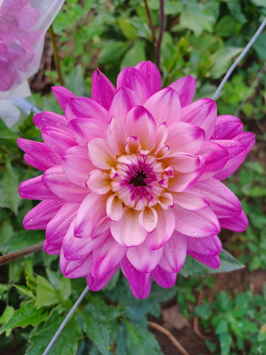 Pink Butterfly Dahlia Tuber