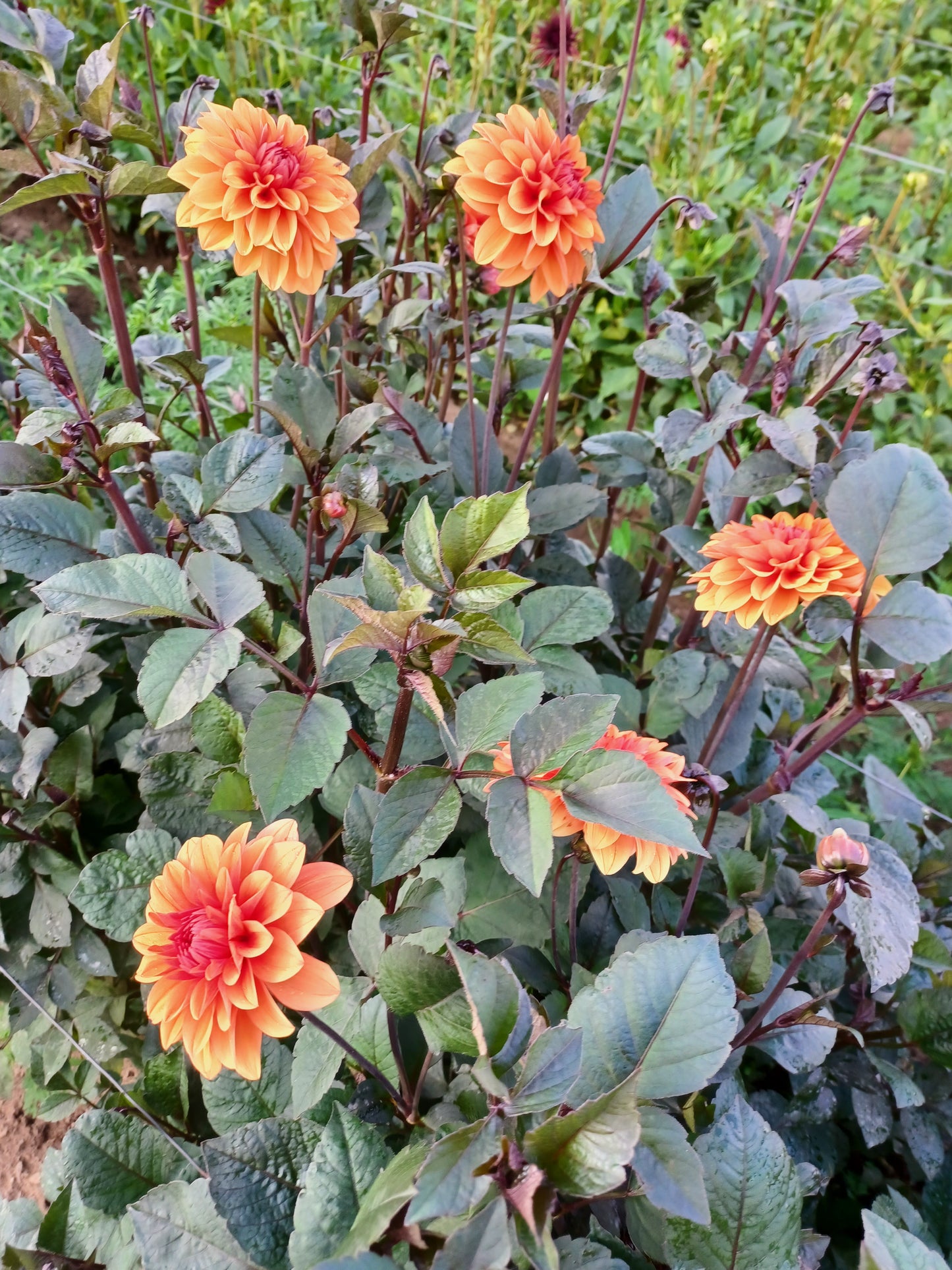 David Howard Dahlia Tuber