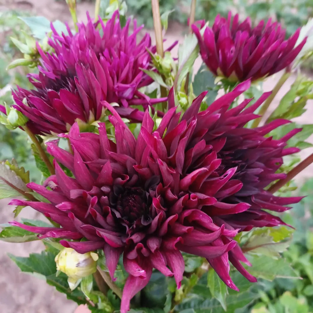 Chat Noir Dahlia Tubers (2)