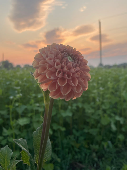 Cornel Bronze Dahlia Tuber