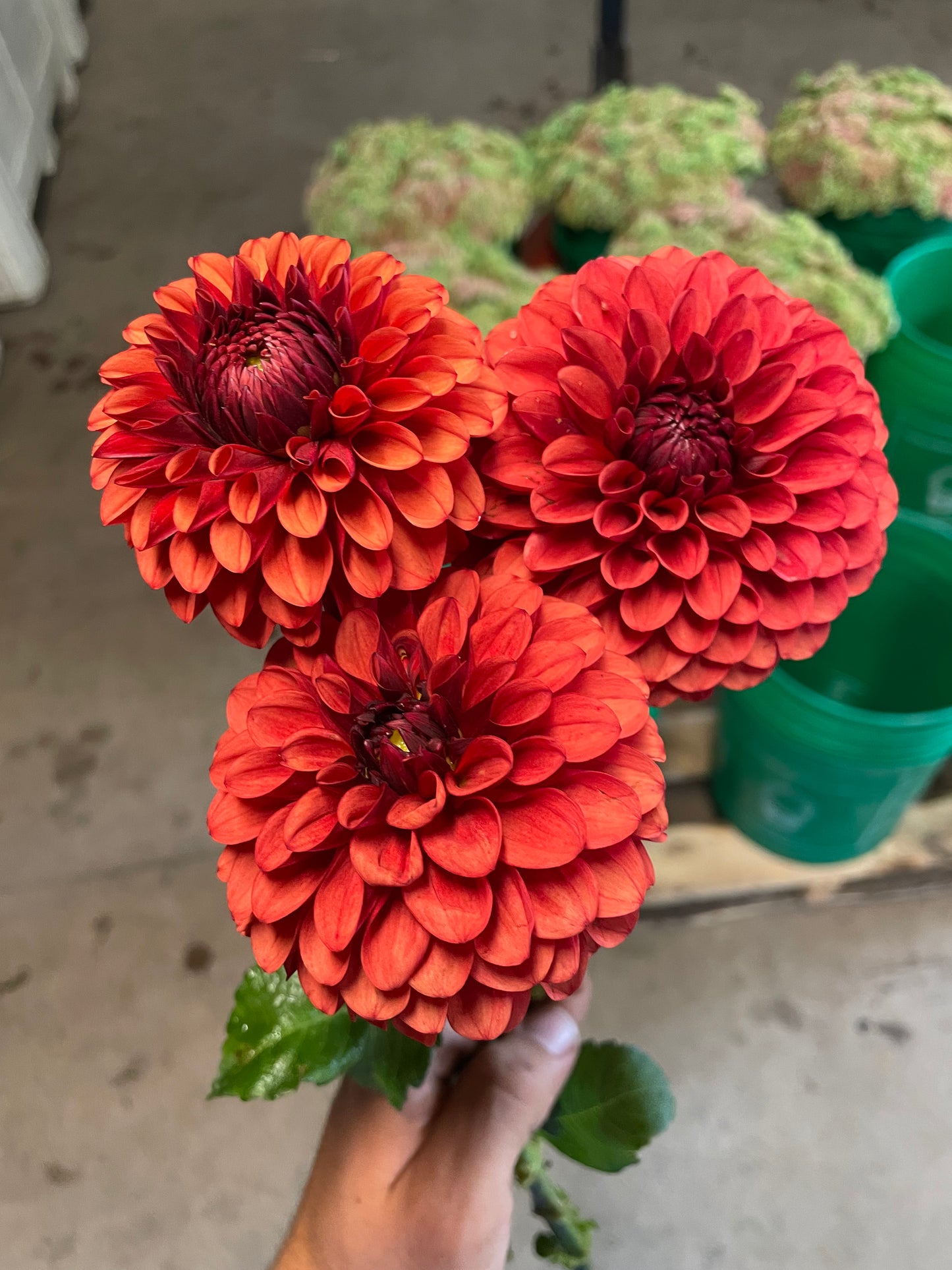 Brown Sugar Dahlia Tuber