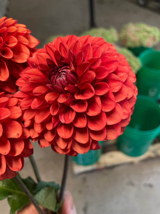 Brown Sugar Dahlia Tuber