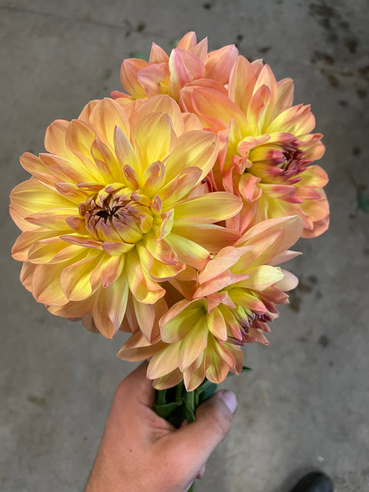 Happy Go Lucky Dahlia Tuber