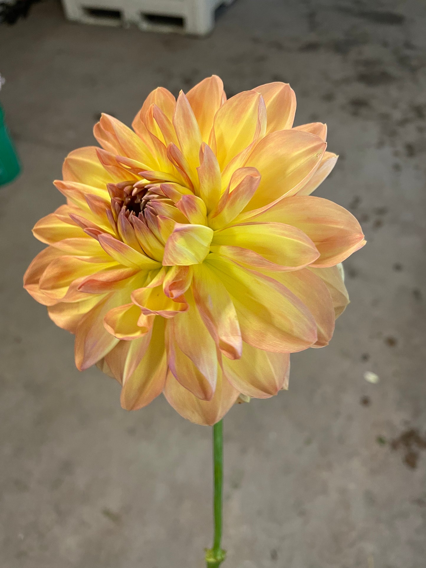 Happy Go Lucky Dahlia Tuber