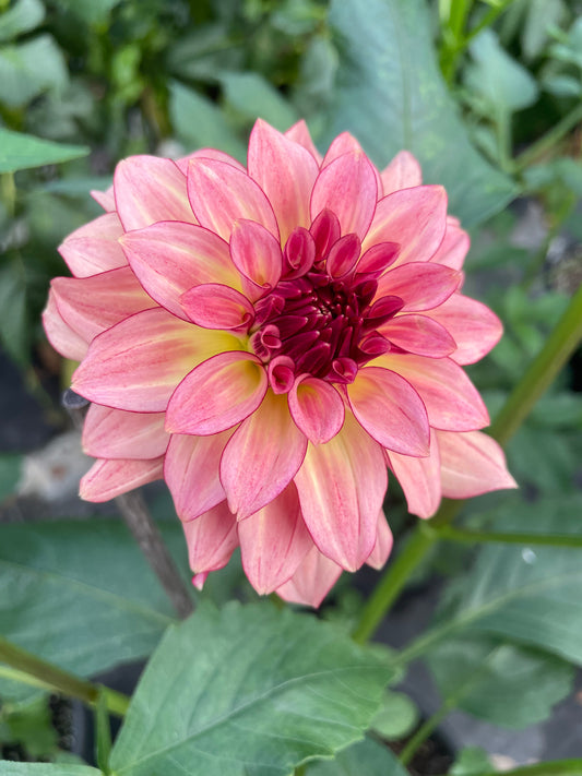 KA's® Mocha Katie Dahlia Tuber