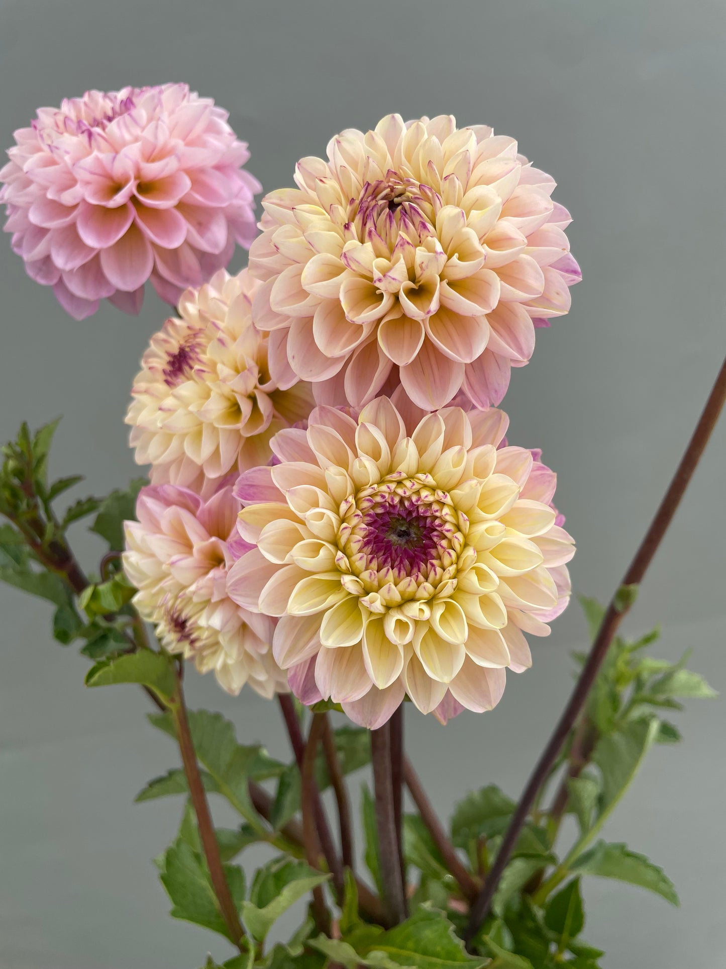 Wine Eyed Jill Dahlia Tuber