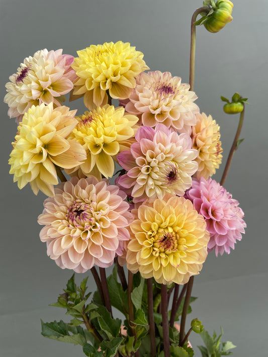 Mix Jill dahlia Tubers (4)