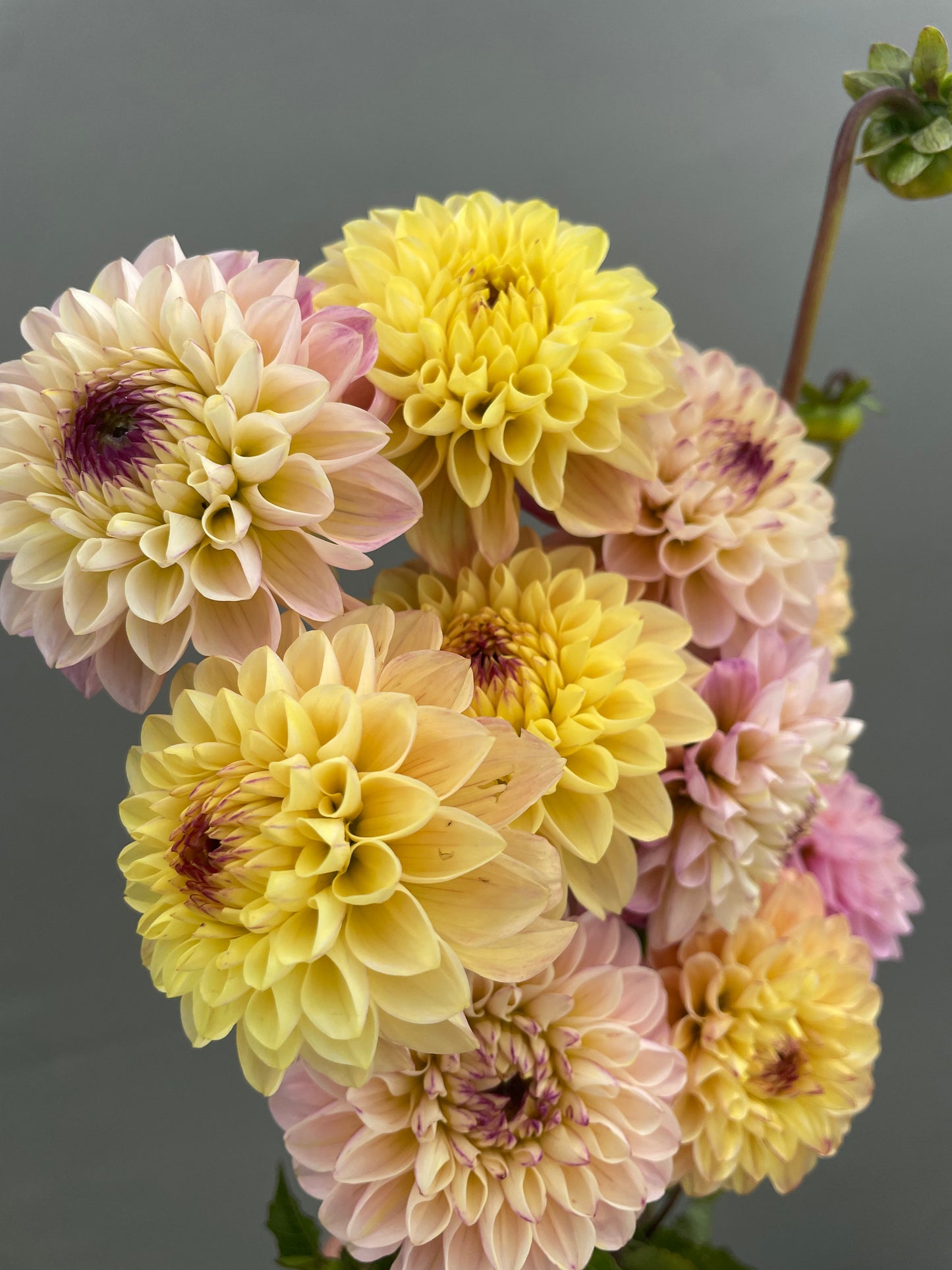 Mix Jill dahlia Tubers (4)