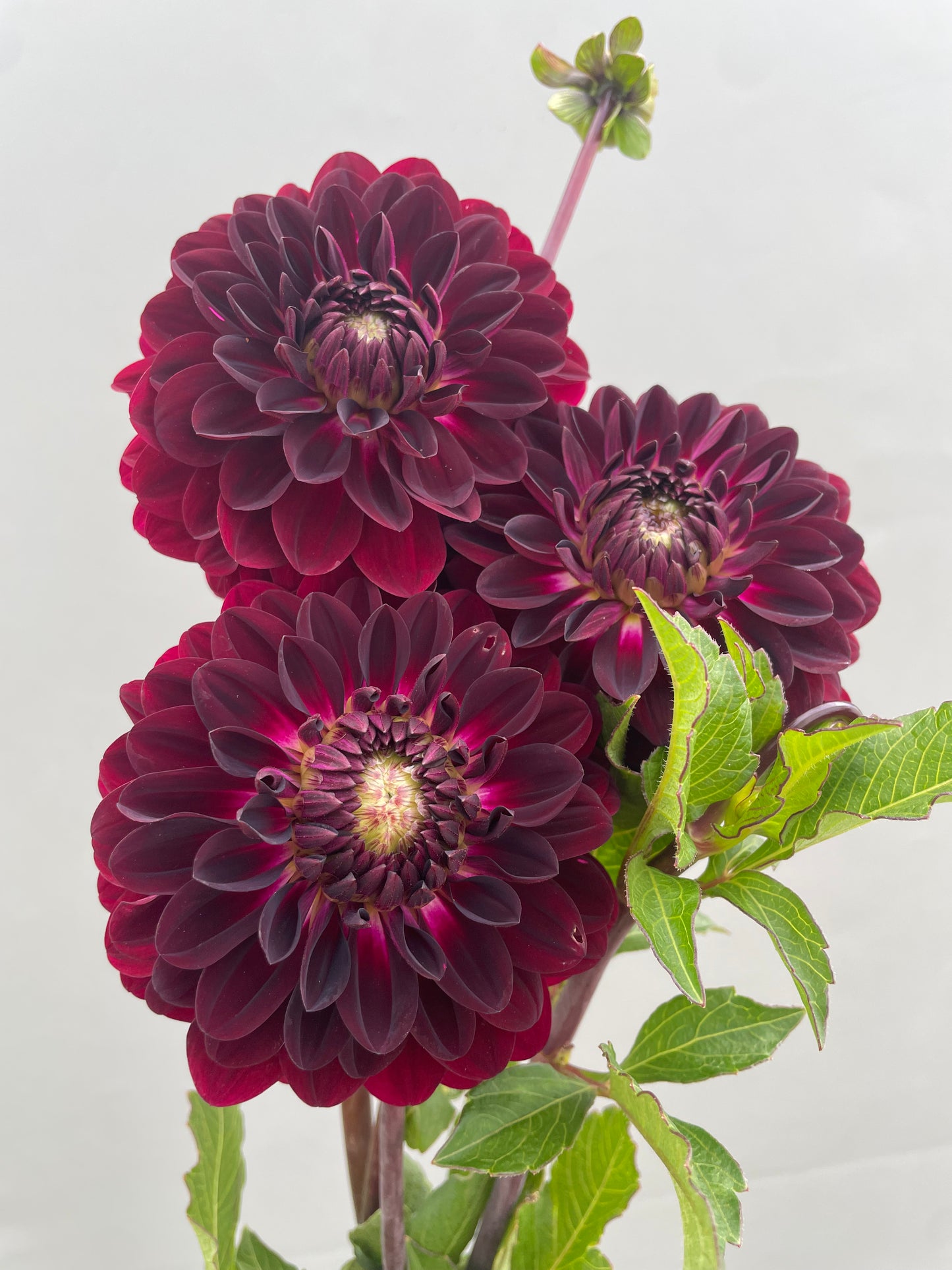 Blues Bird Dahlia Tuber