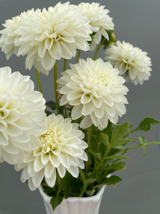 Taffarel Dahlia Tuber