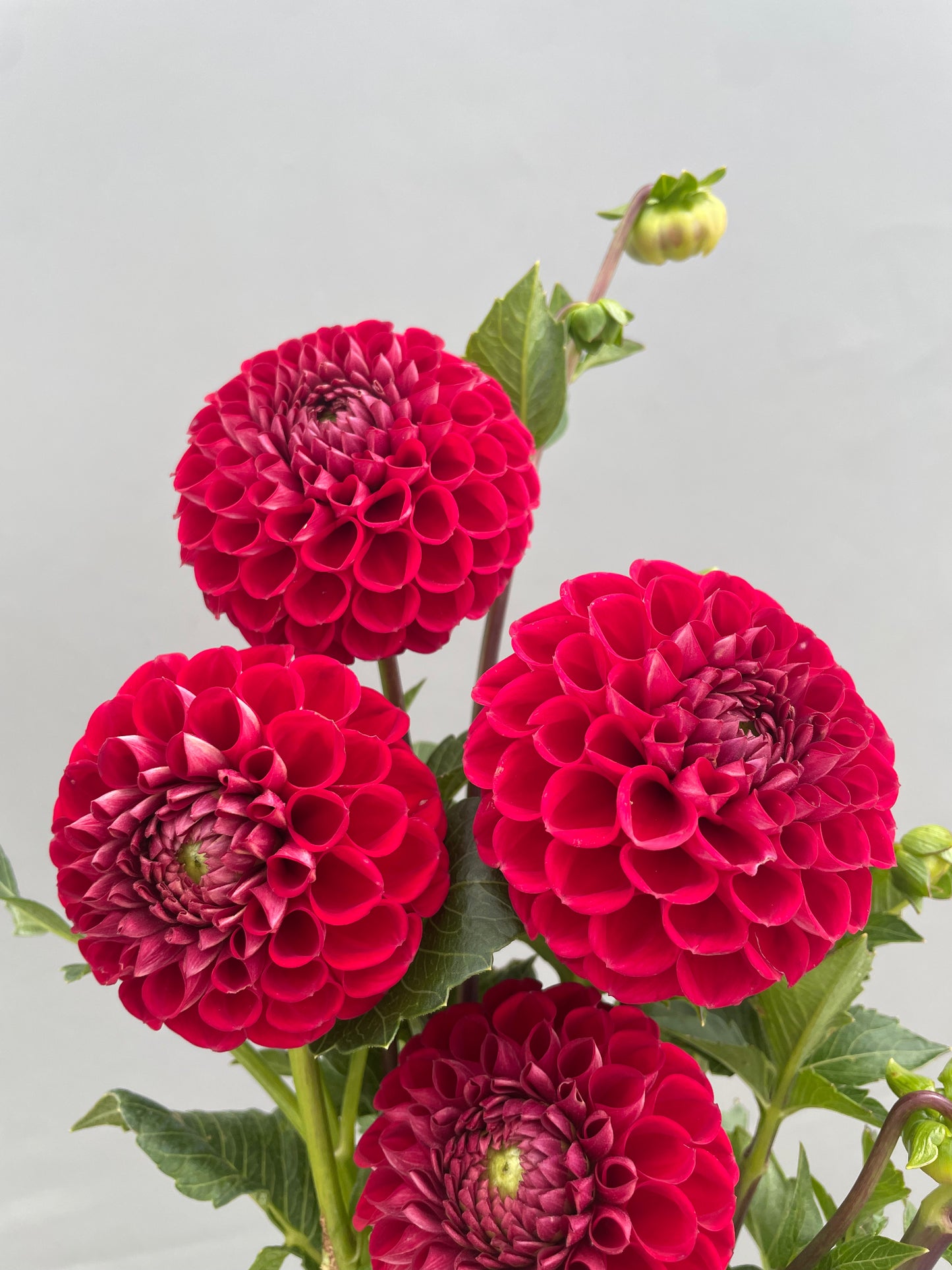 Cornell Dahlia Tuber