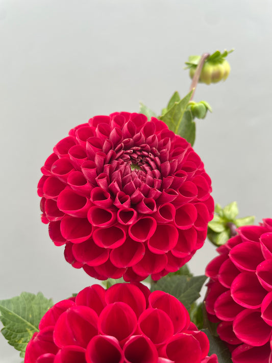 Cornell Dahlia Tuber