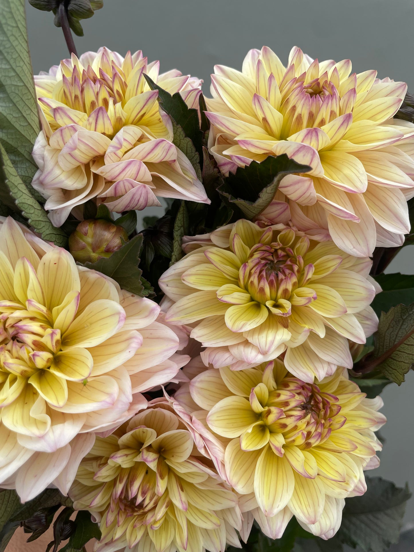 Limited Time Holiday Bundle (7 Dahlias)