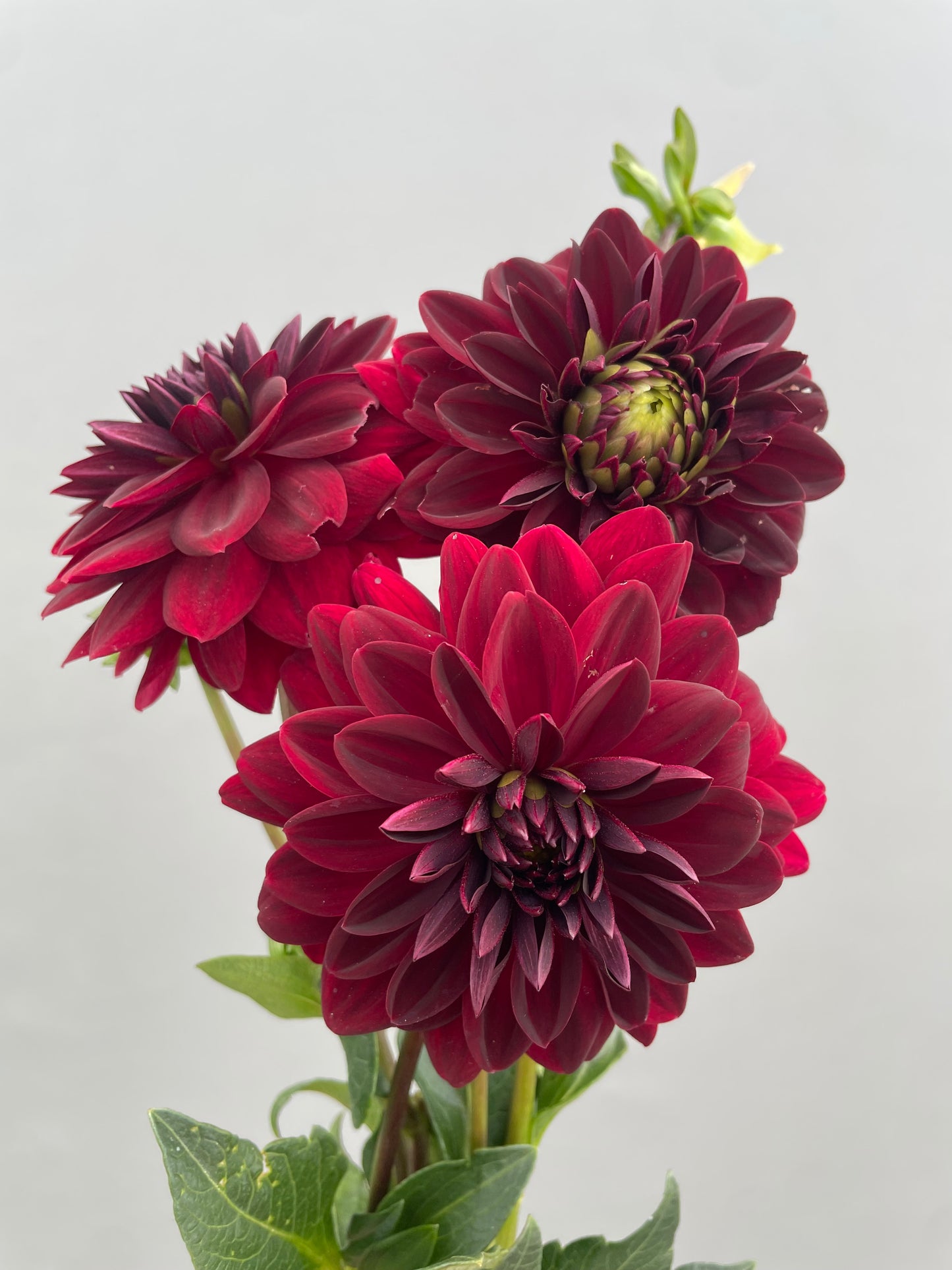 Arabian Night Dahlia Tuber