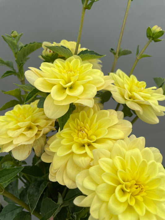 Yellow Perception Dahlia Tubers (2)