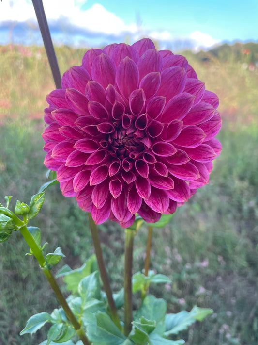 KA's® Rosie Jo Dahlia Tuber