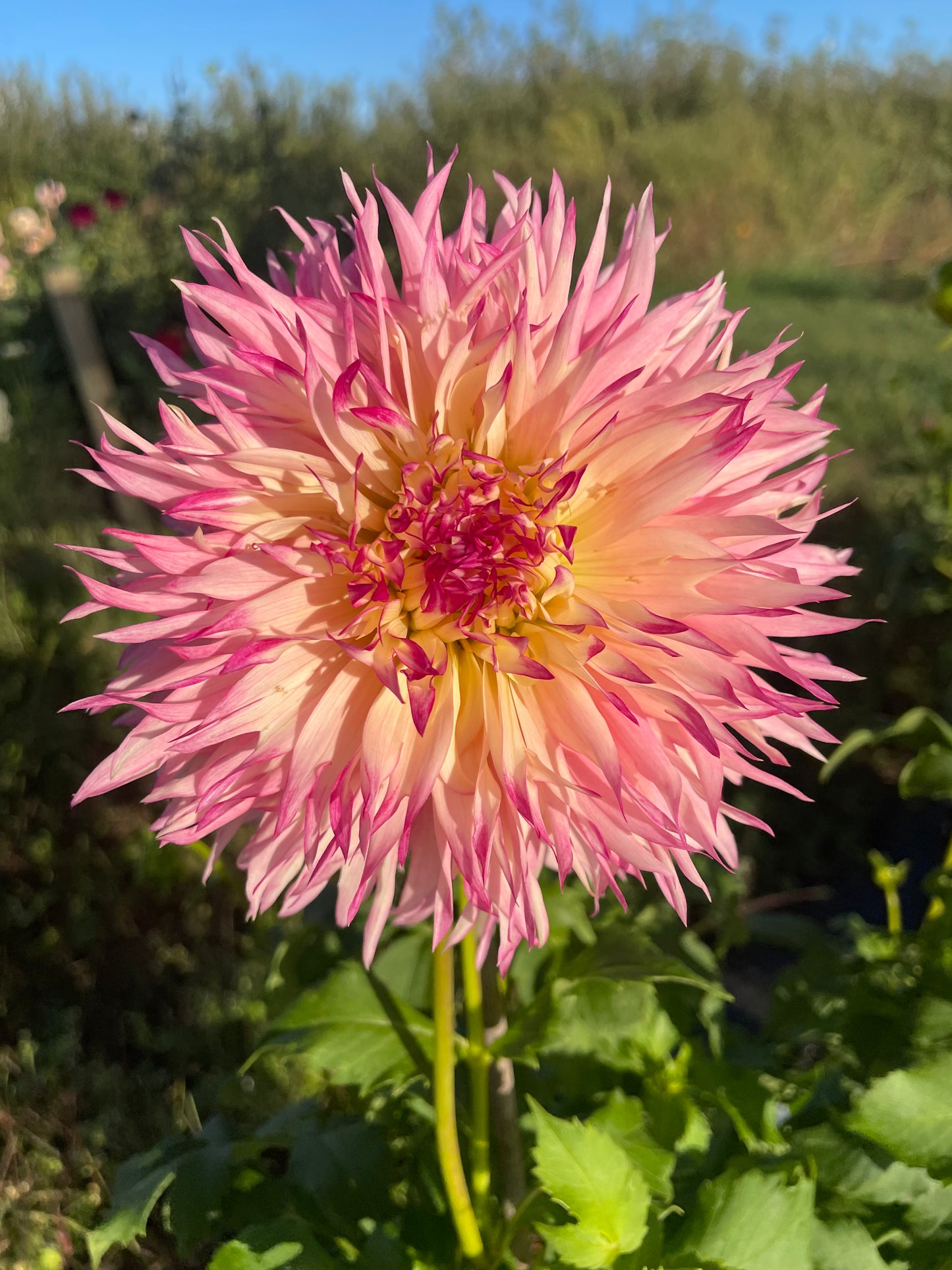 Camano Crash Dahlia Tuber
