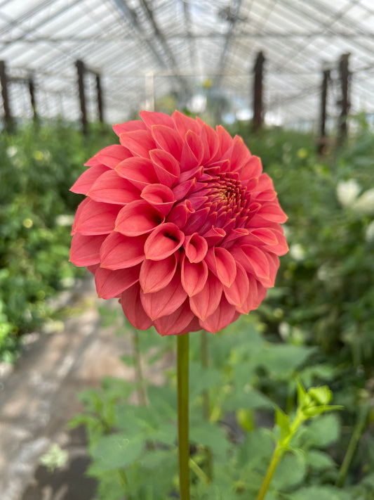 KA's® Keltie Rose Dahlia Tuber