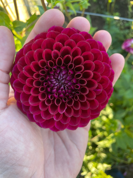 Babette Dahlia Tuber