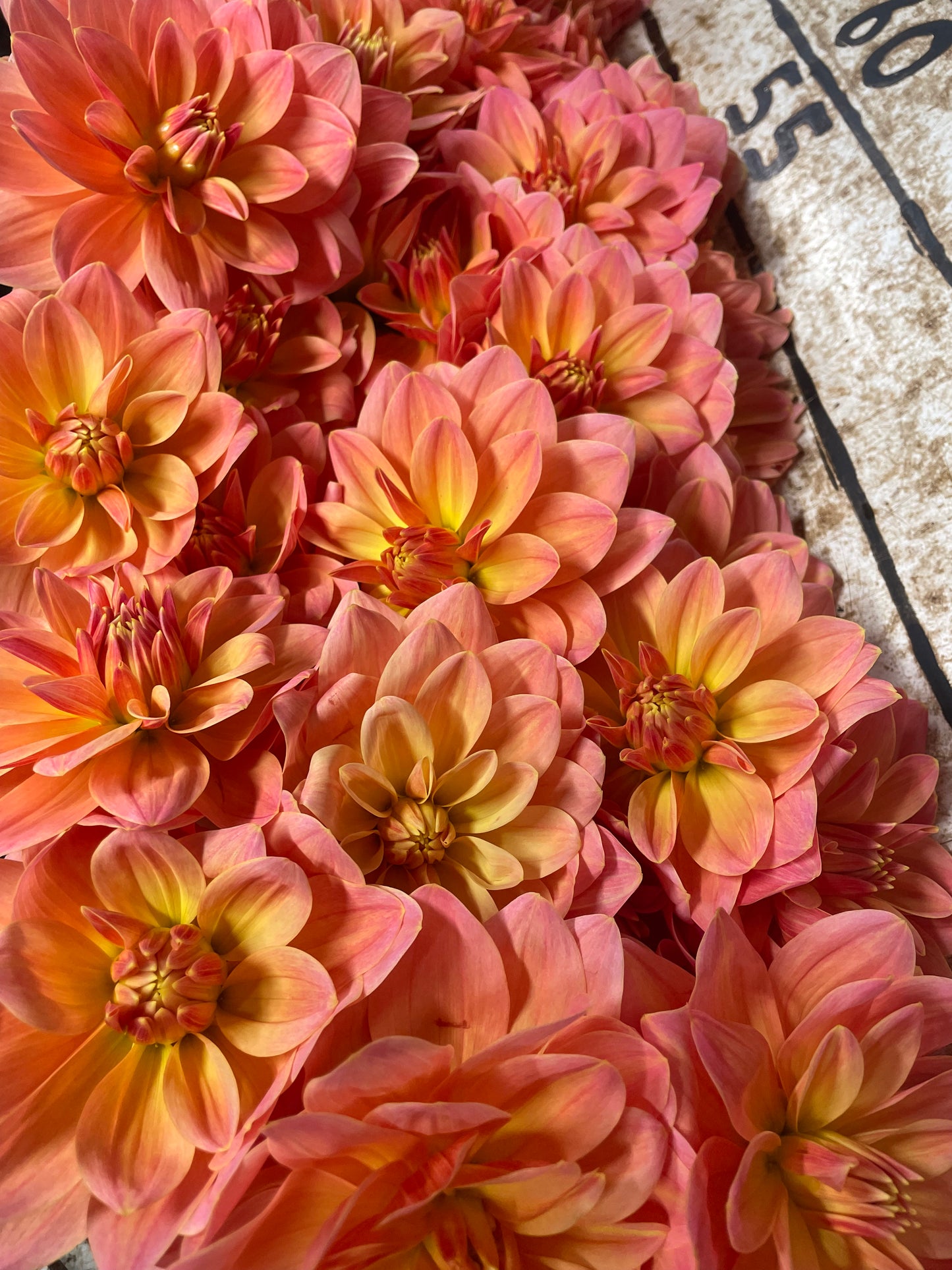 Mr. Franz Dahlia Tuber