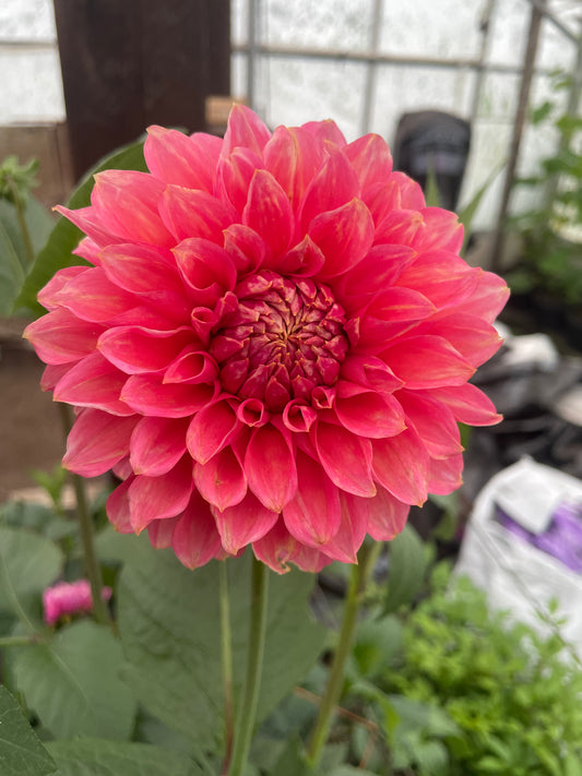 RM Pink Sugar Dahlia Tuber