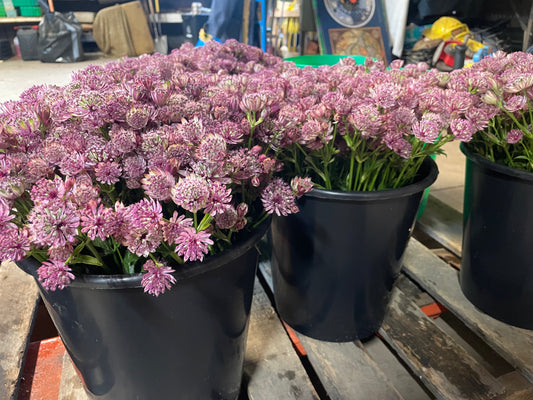 Astrantia Pink (wholesale)