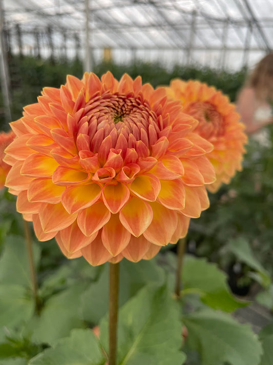 Blyton Softer Gleam Dahlia Tuber