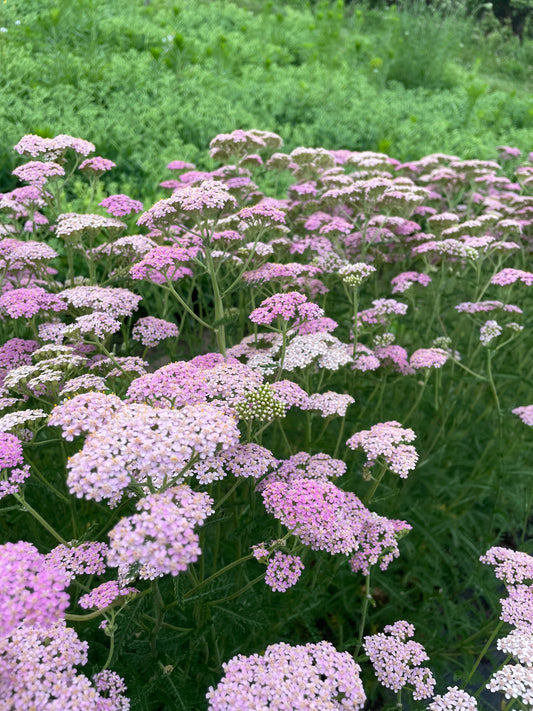 Yarrow Pink (wholesale)