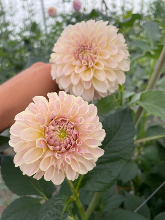 KA's® Cinder Rose Dahlia Tuber