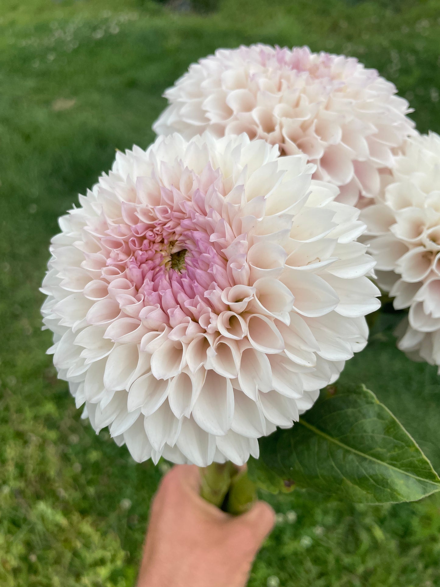Pink Pearl Dahlia Tuber
