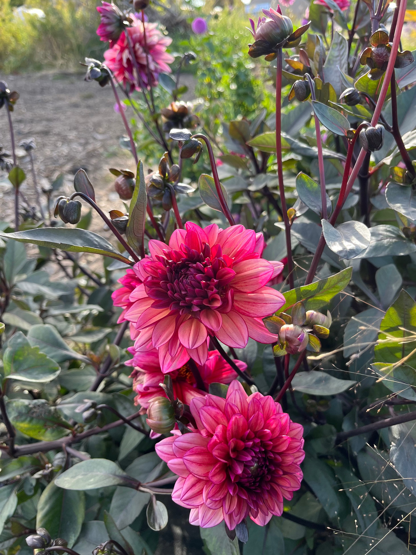 Molly Raven Dahlia Tuber