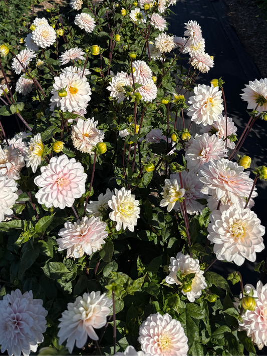 Silver Years Dahlia Tuber