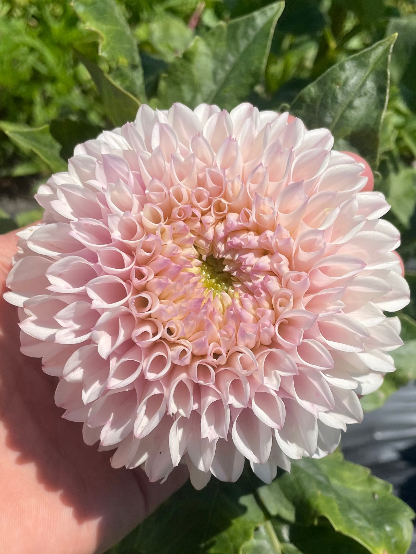 Pink Pearl Dahlia Tuber