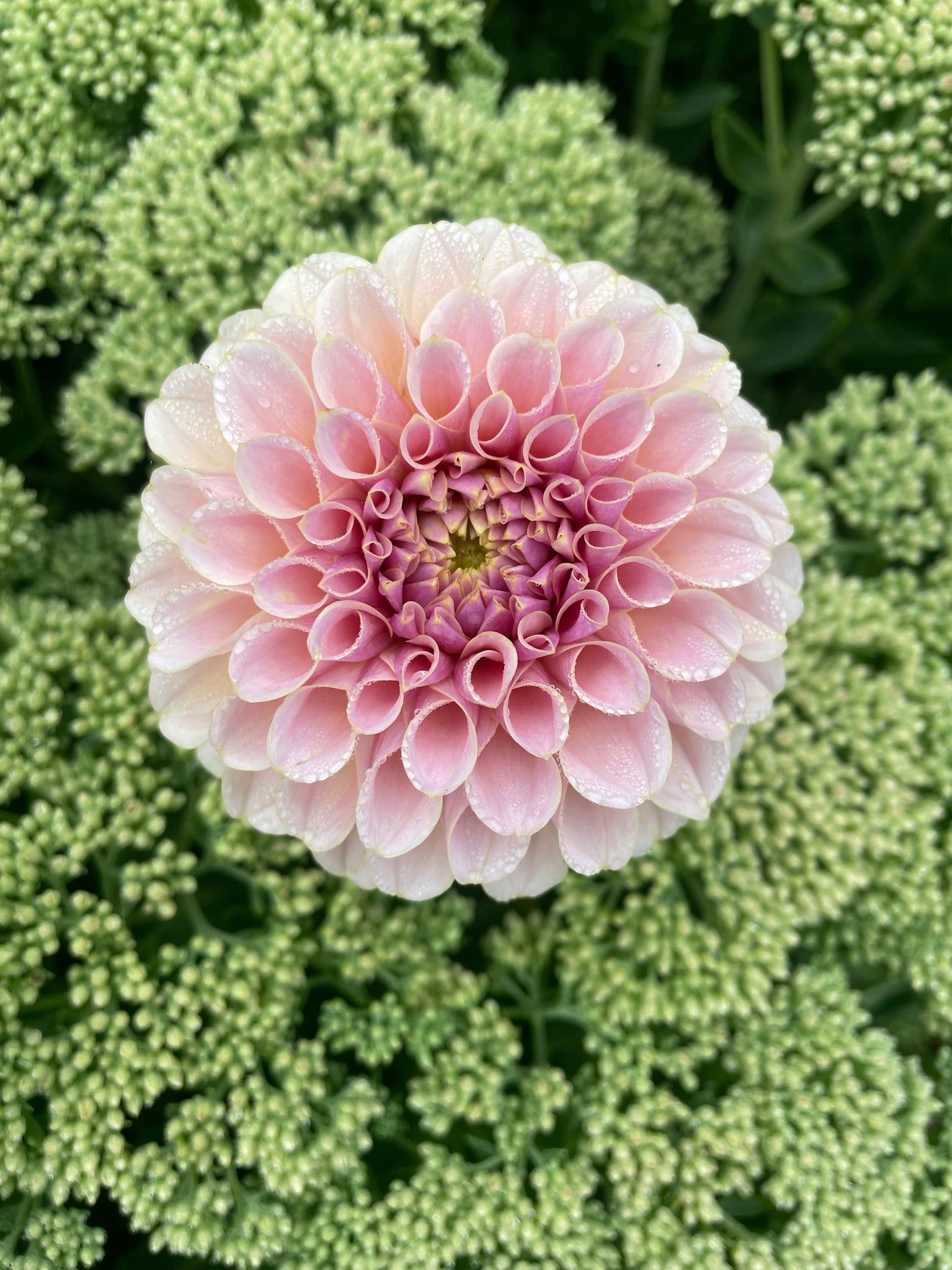 KA's® Cinder Rose Dahlia Tuber