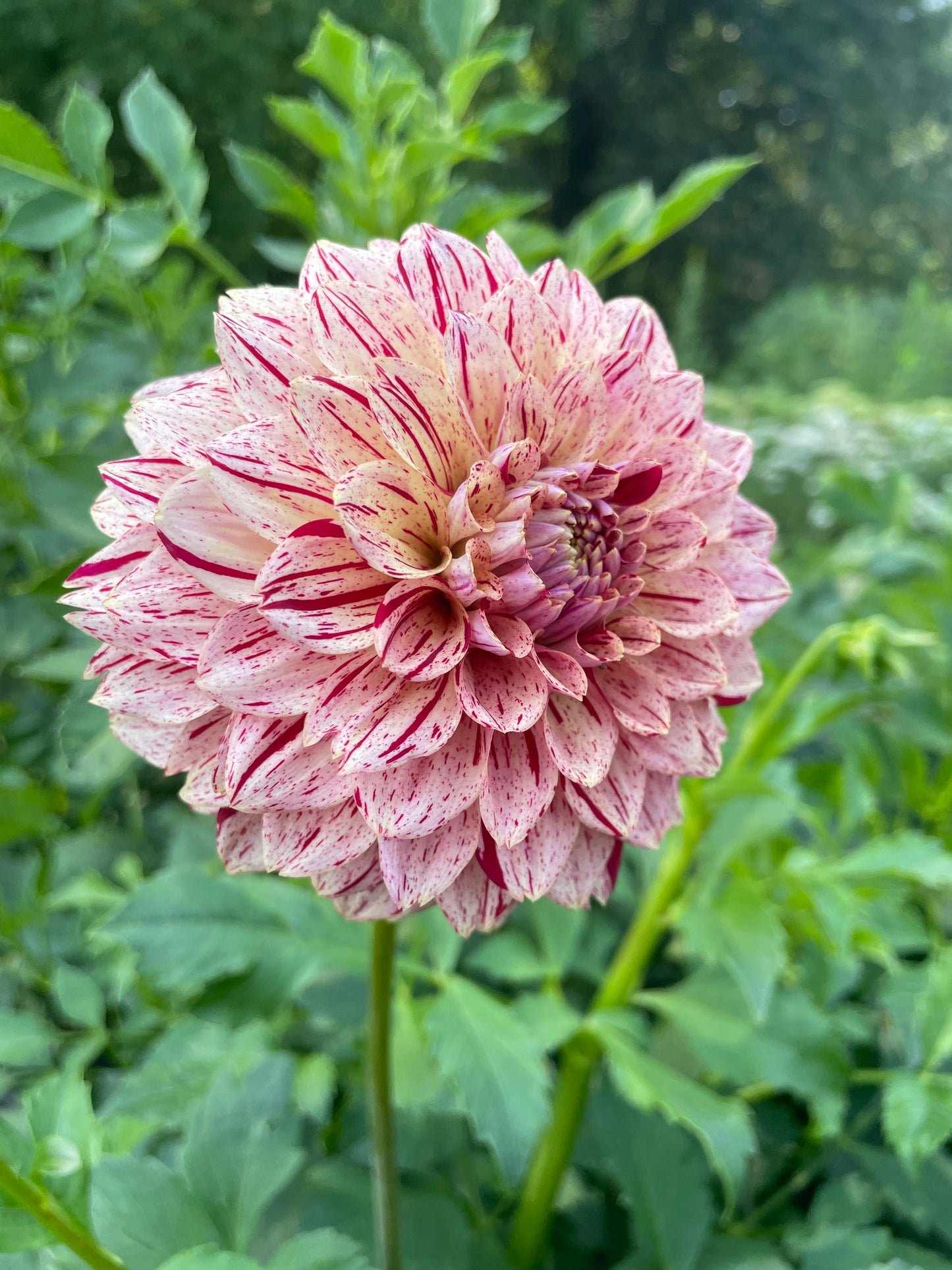 Florelie Honey Red Dahlia Tuber