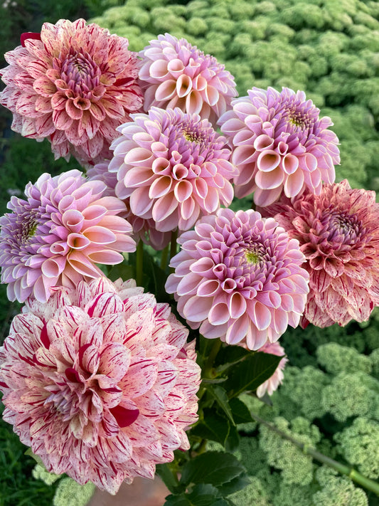 Florelie Honey Red Dahlia Tuber