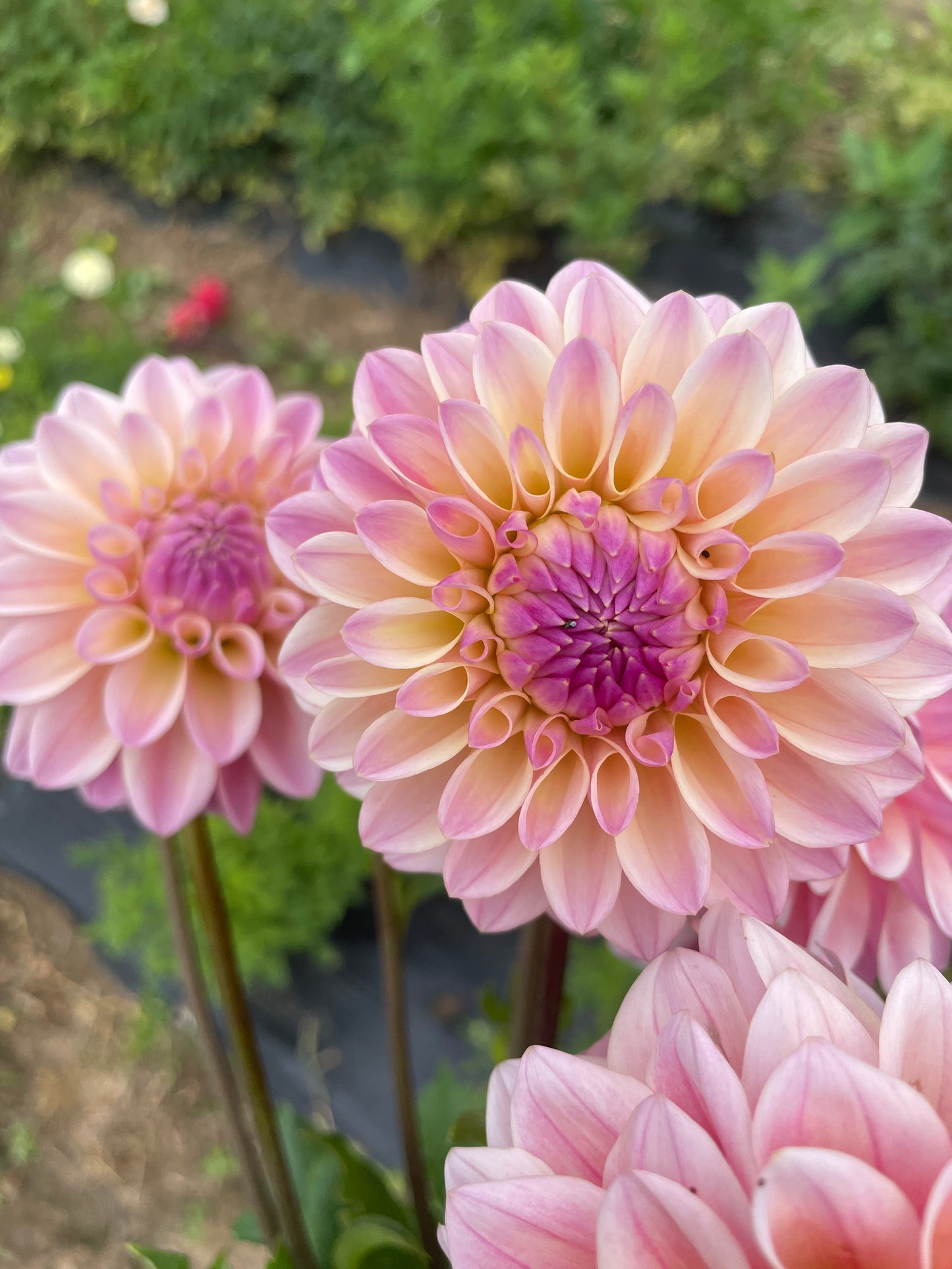 Coralie Dahlia Tuber