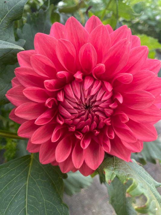 Florelie Paradise Dahlia Tuber