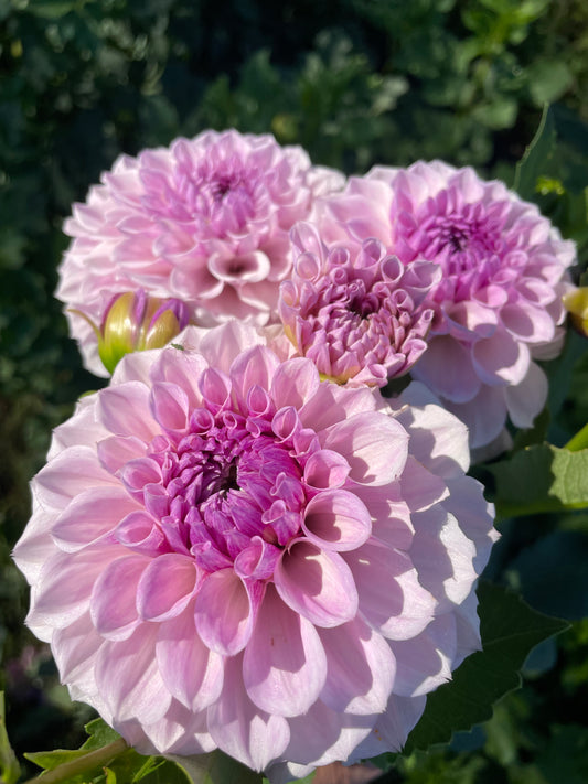 Jeff Bloom Dahlia Tuber
