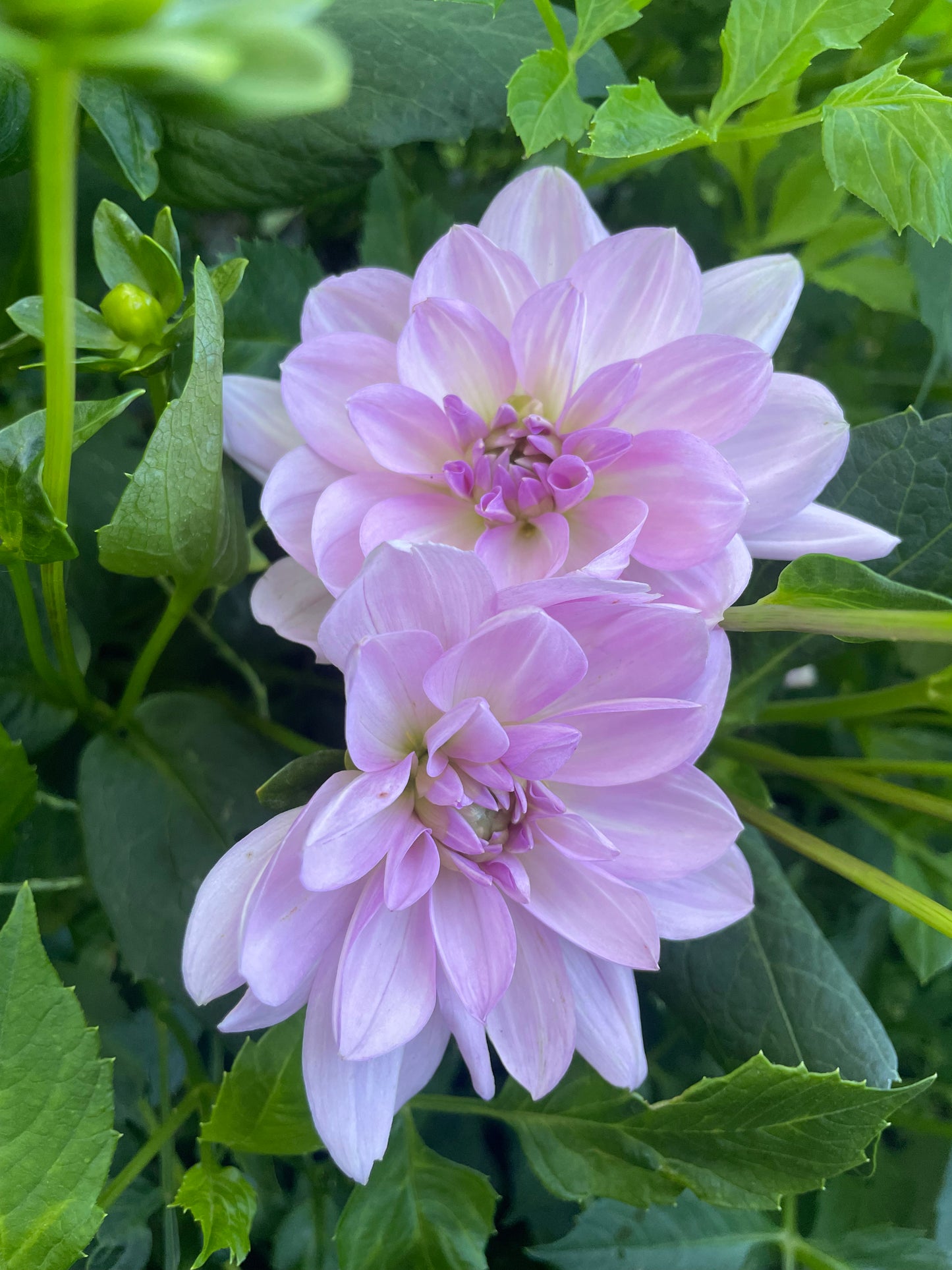 Sandia Shomei Dahlia Tuber