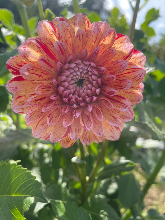 Florelie Circus Dahlia Tuber