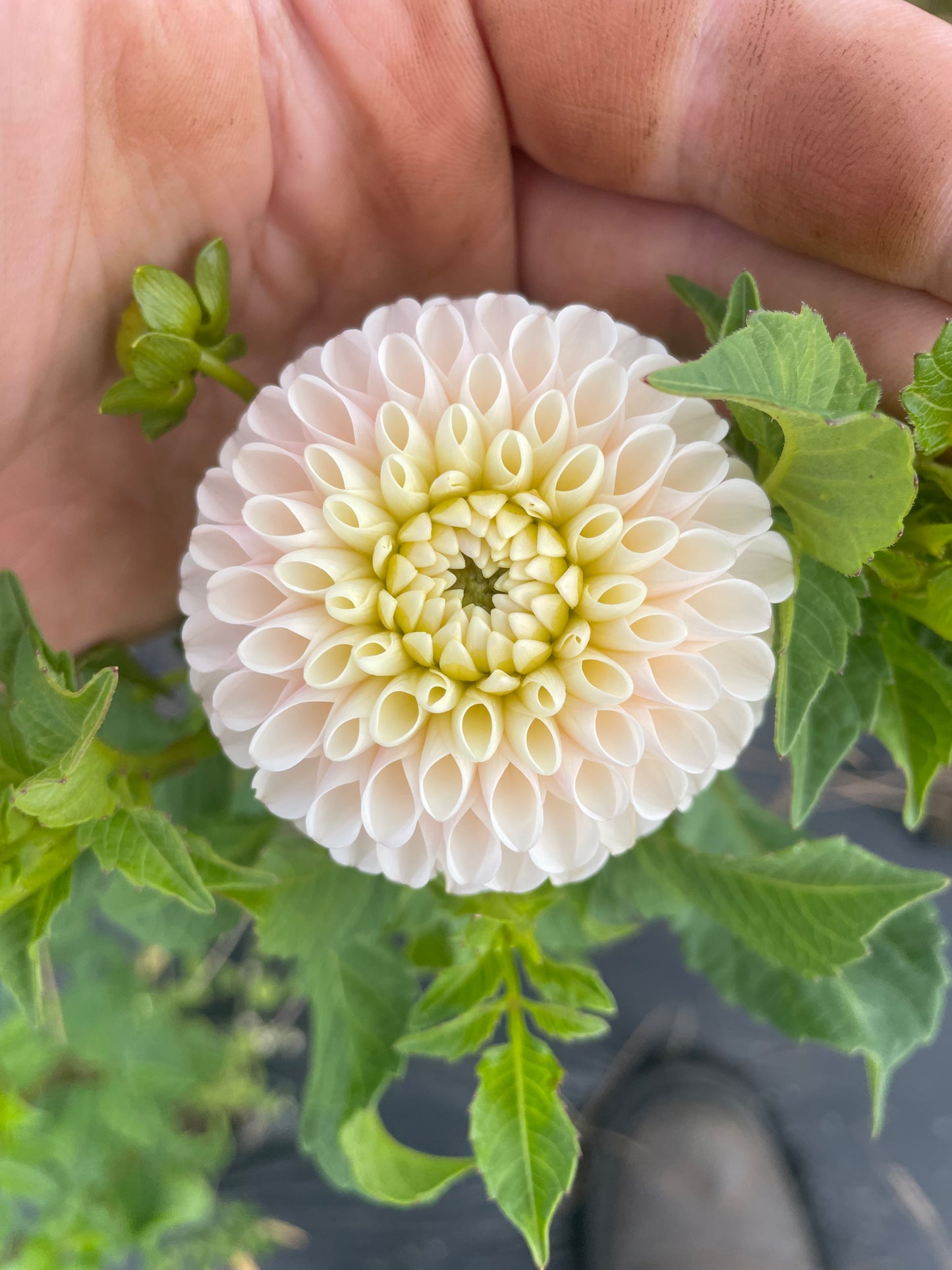 Camano Zoe Dahlia Tuber