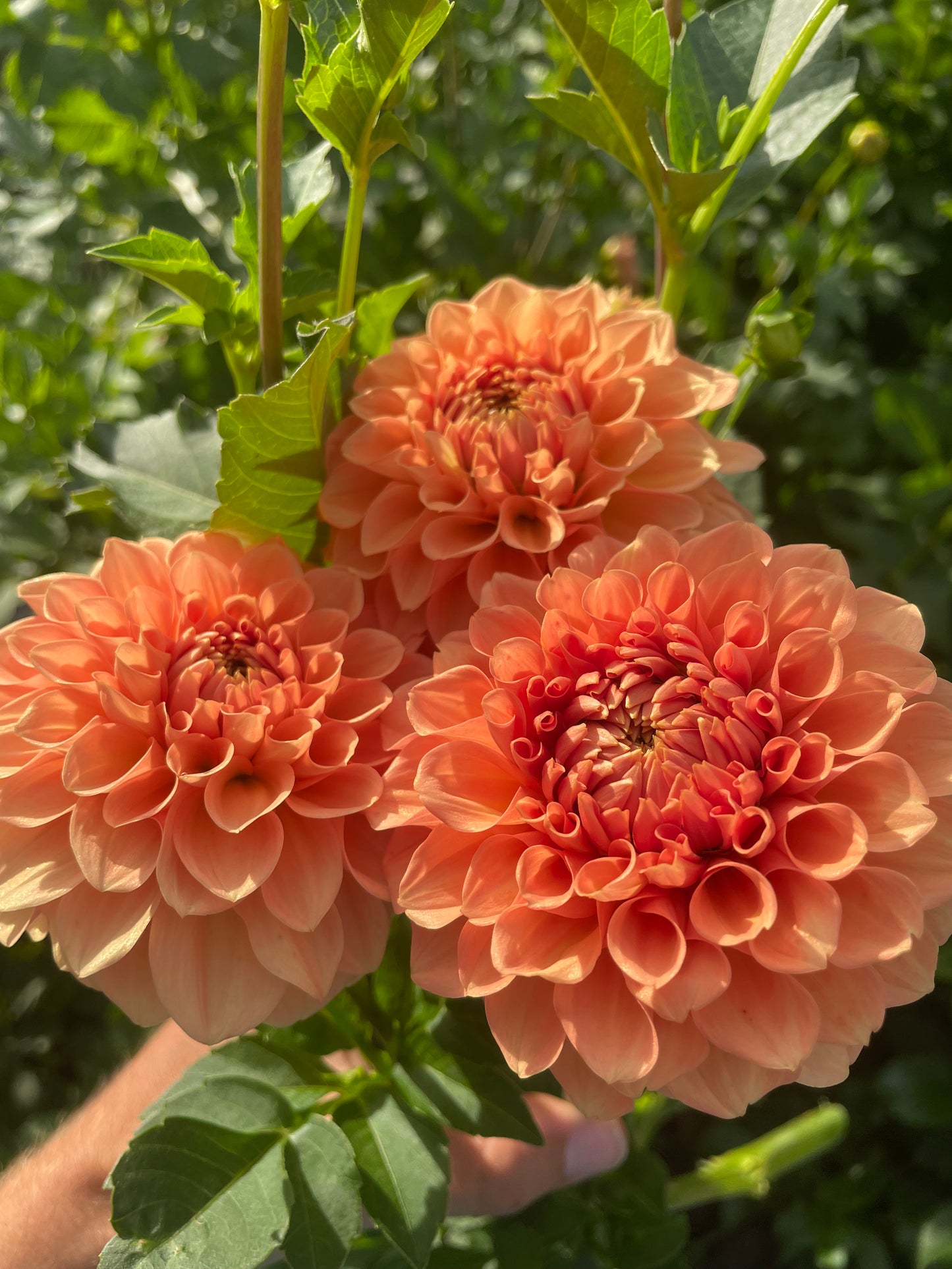 Florelie Nectar Dahlia Tuber