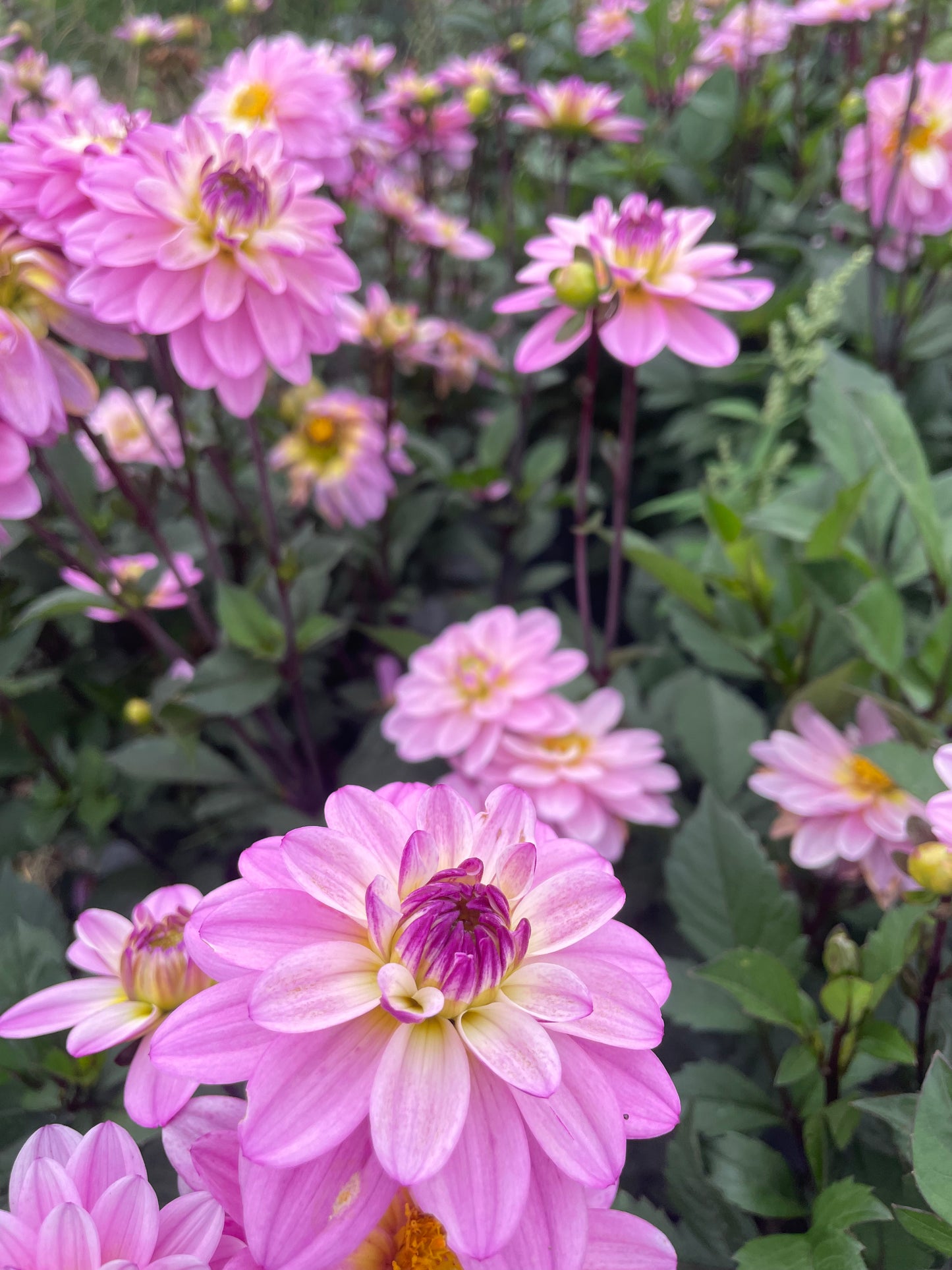 Pacific Jewel Dahlia Tuber