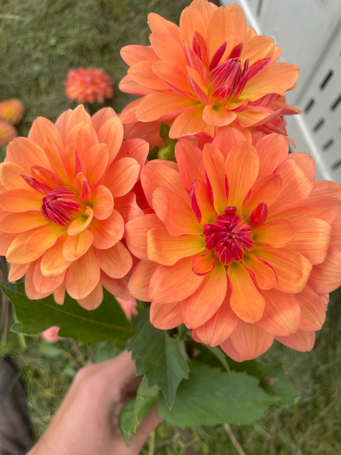 WD Millie. Dahlia Tuber