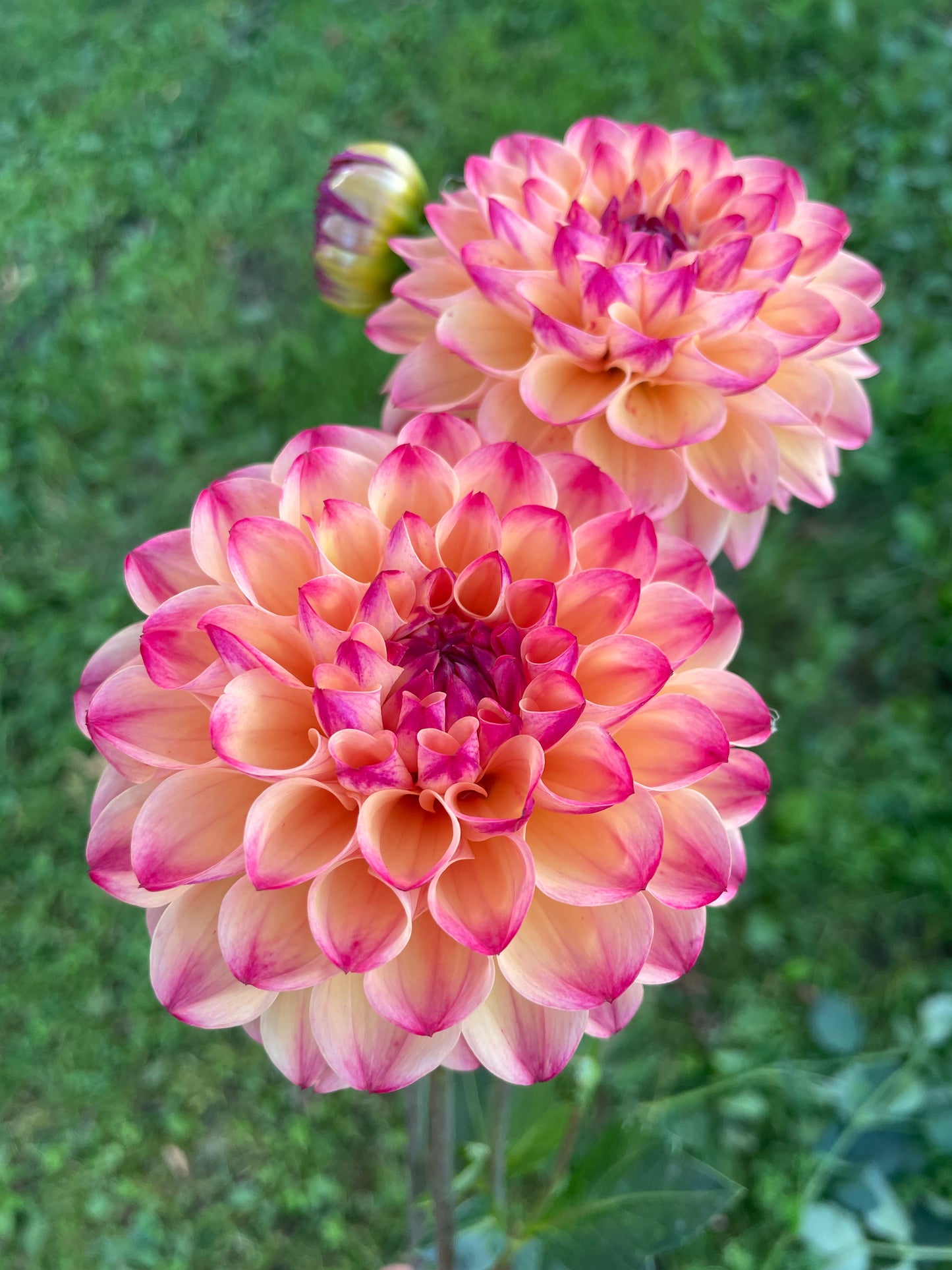 Skeena Ruby Duby Dahlia Tuber