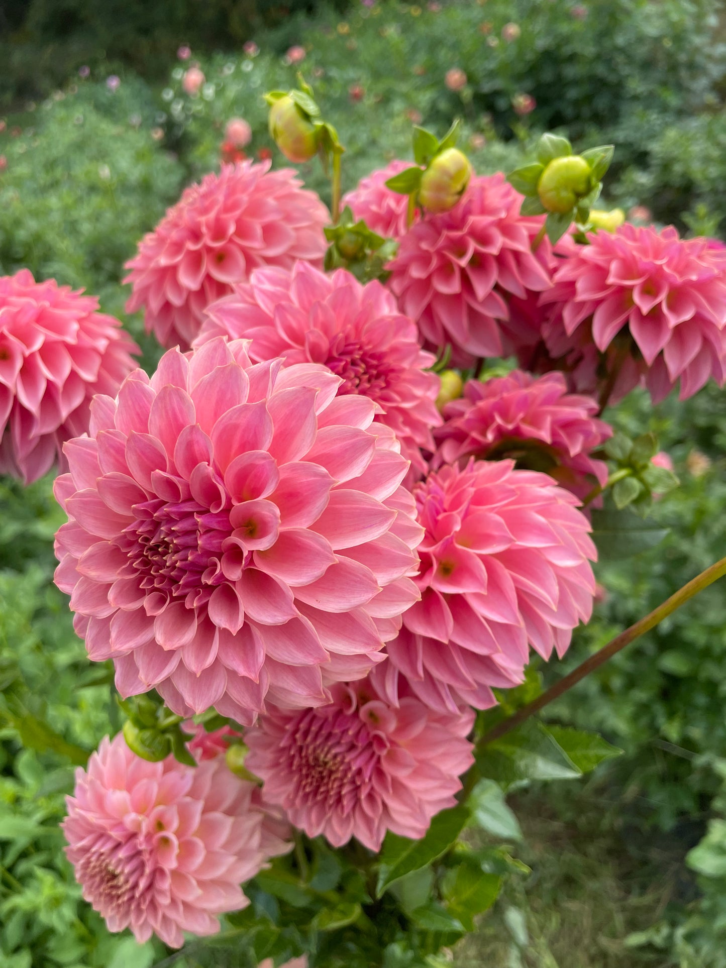 KA® Coral Sea Dahlia Tuber