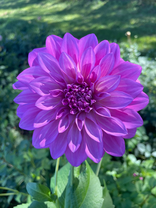 Florelie Cafe Violet Dahlia Tuber