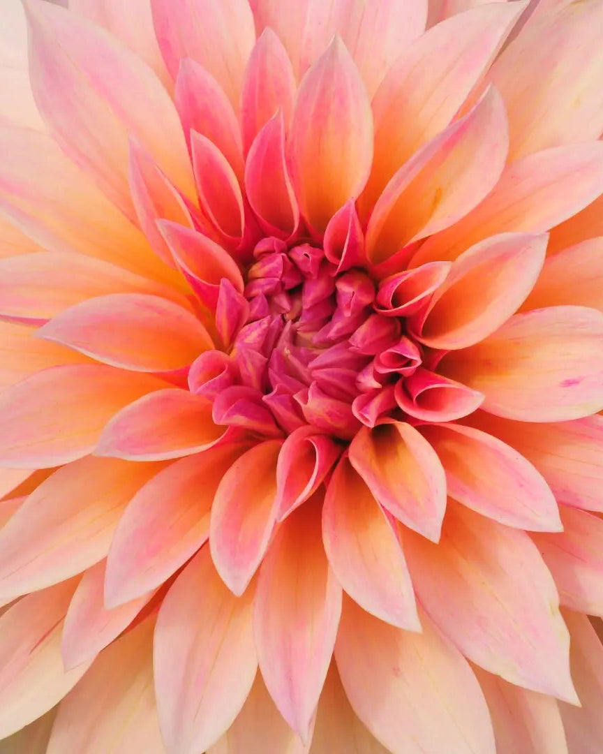 Café au Lait Dahlia Tuber